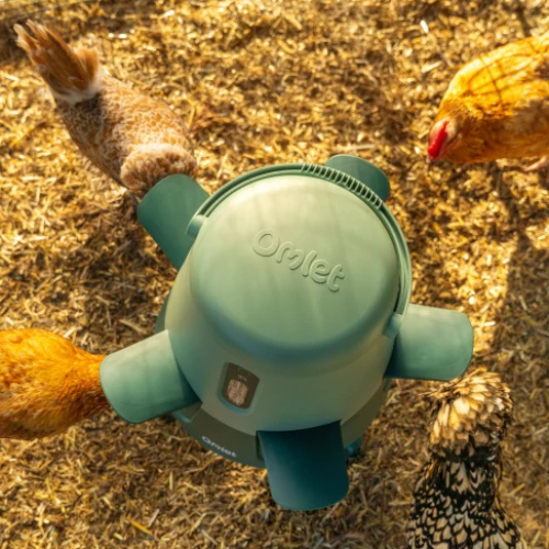 Chickora